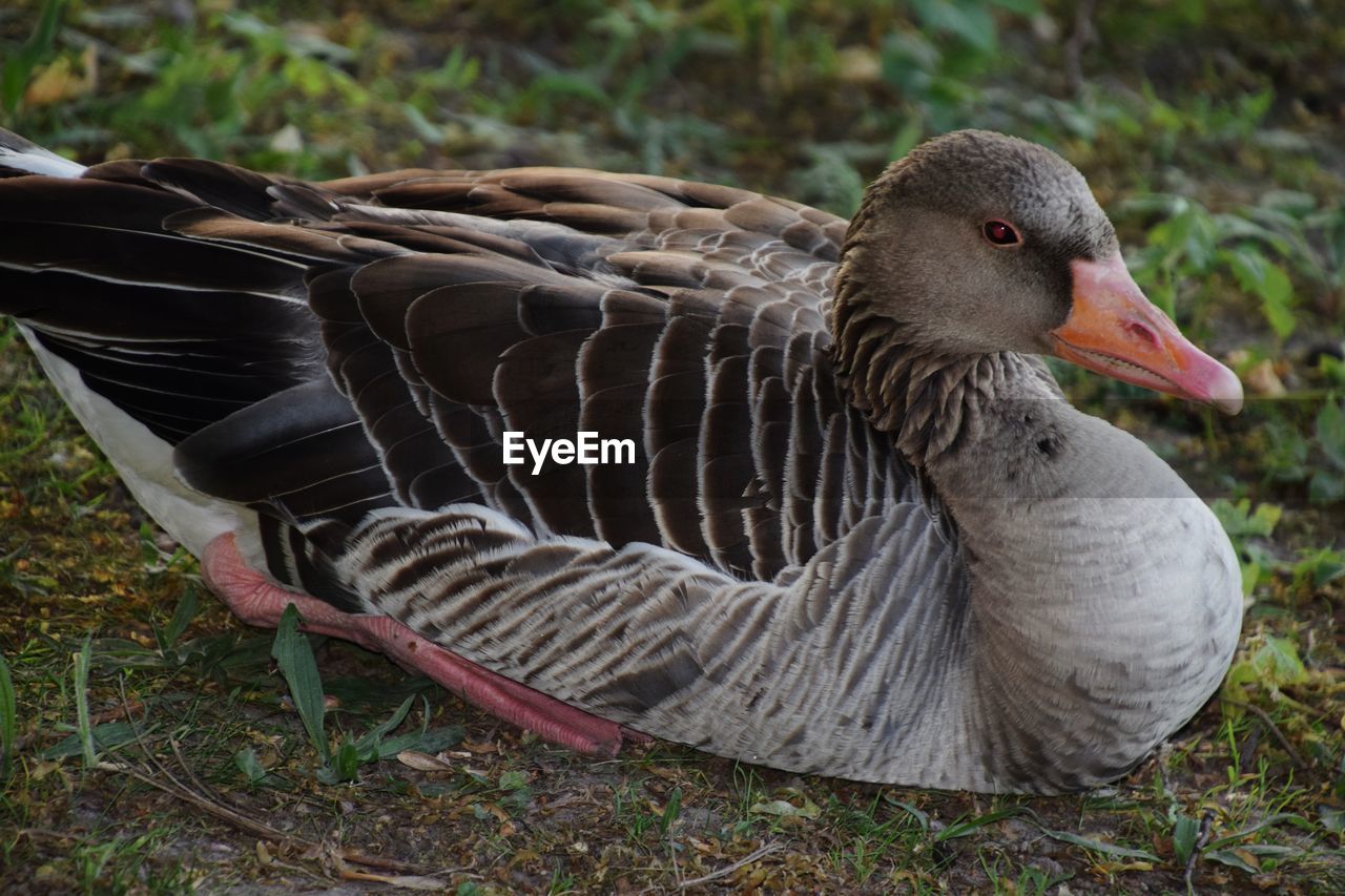 Close-up of duck on field