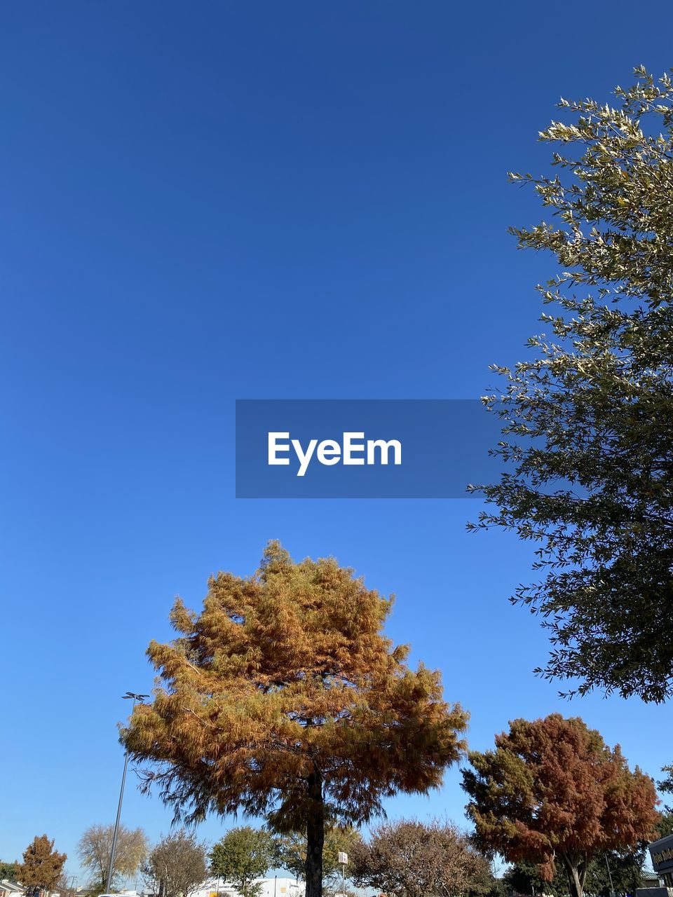 Low angle view of trees against clear blue sky