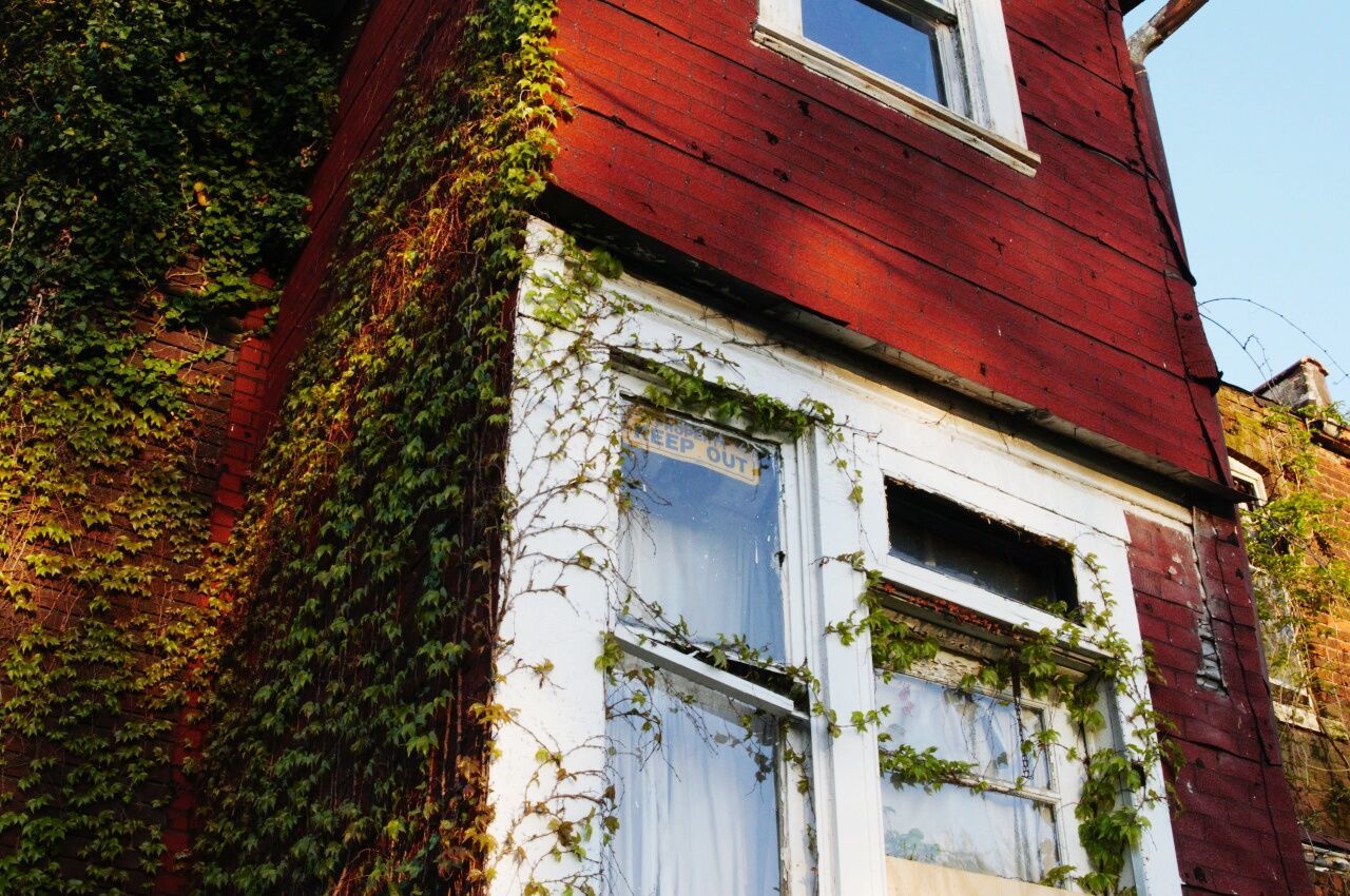 Low angle view of ivy growing on wooden house