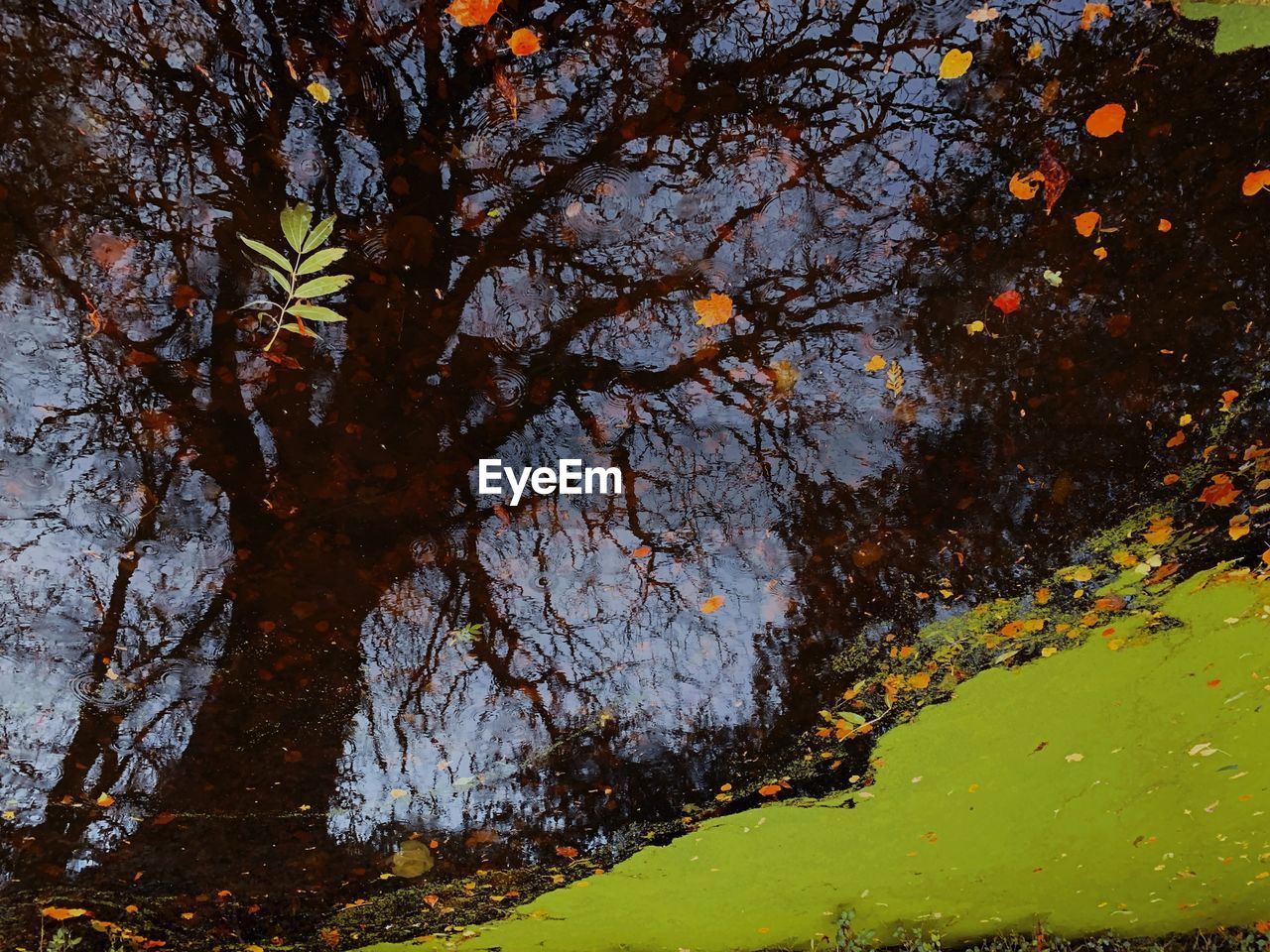 TREES GROWING IN LAKE