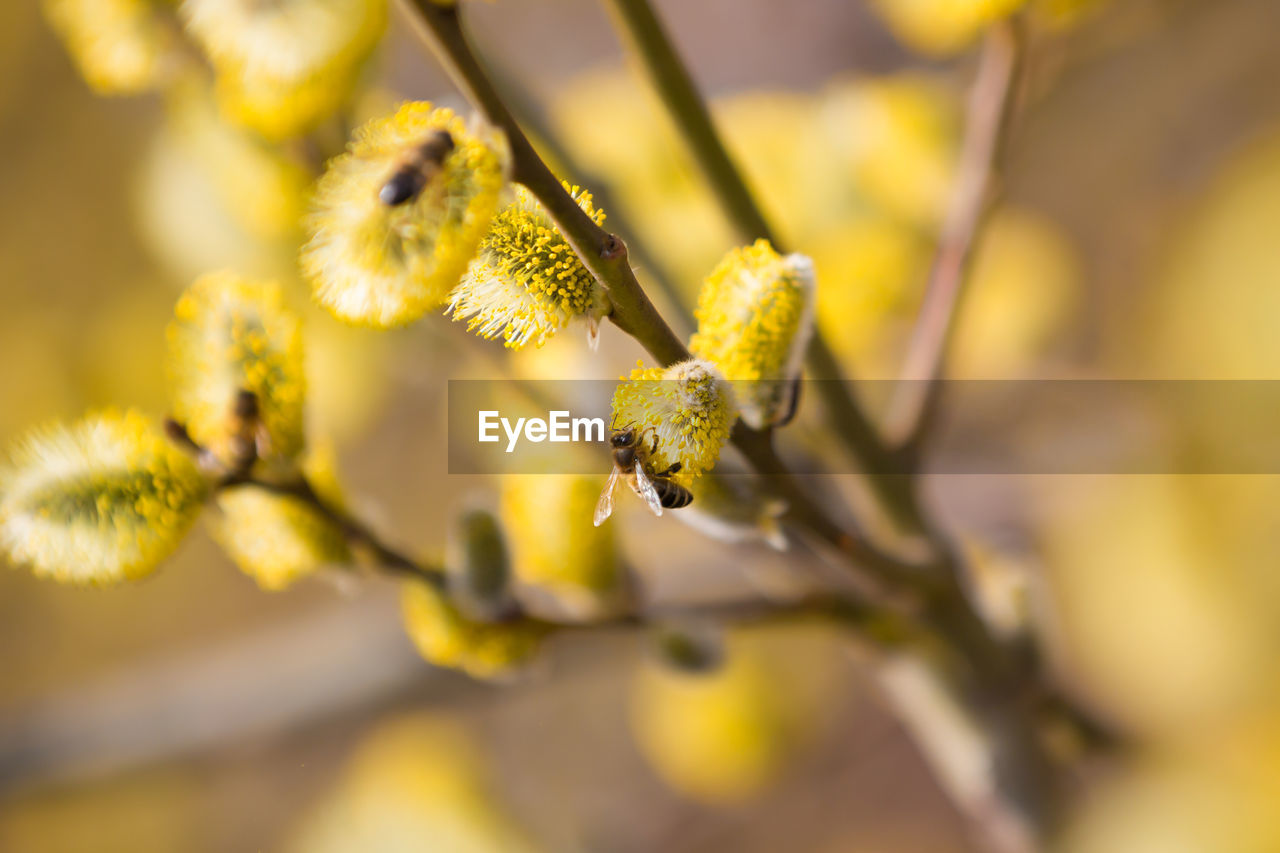 Close-up of bees pollinating on yellow flowers