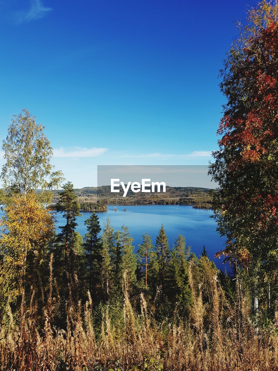 PLANTS BY LAKE AGAINST CLEAR BLUE SKY