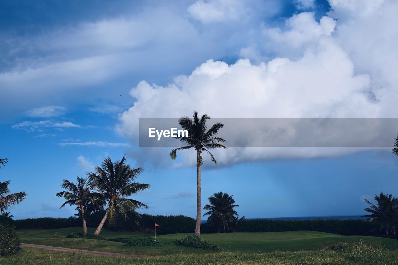 Palm trees on field against sky