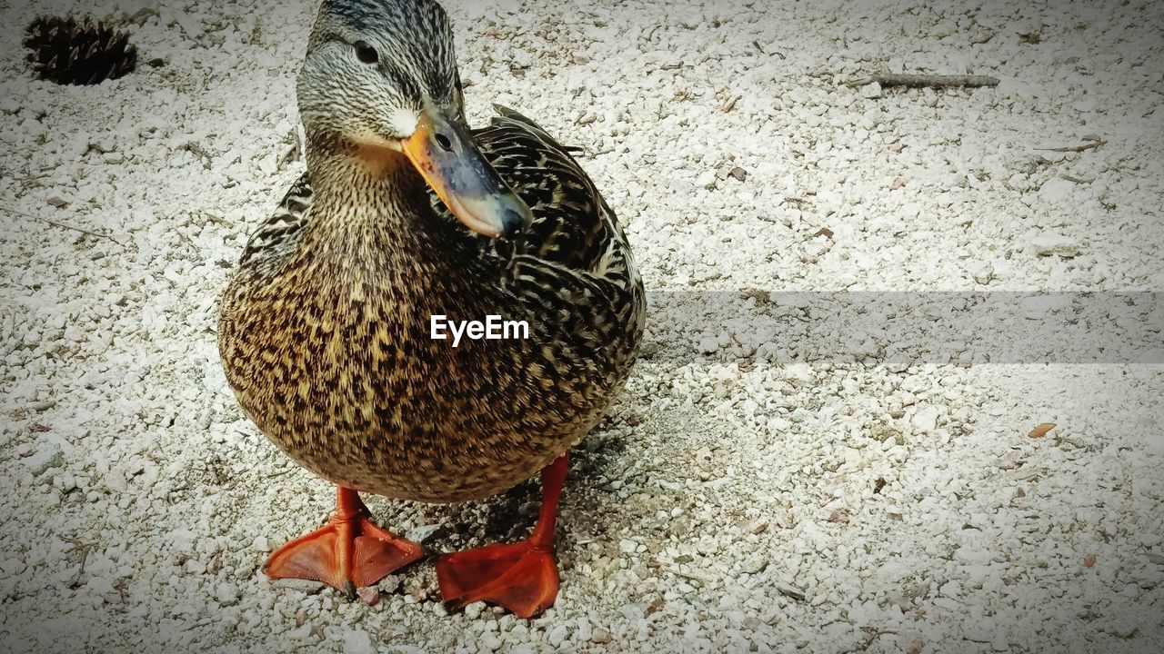 CLOSE-UP OF BIRDS