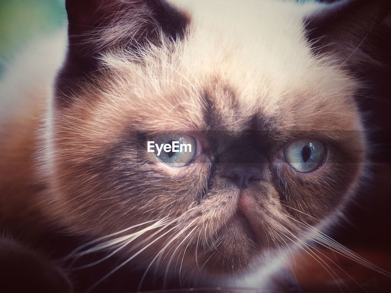 CLOSE-UP PORTRAIT OF CAT IN MOUTH