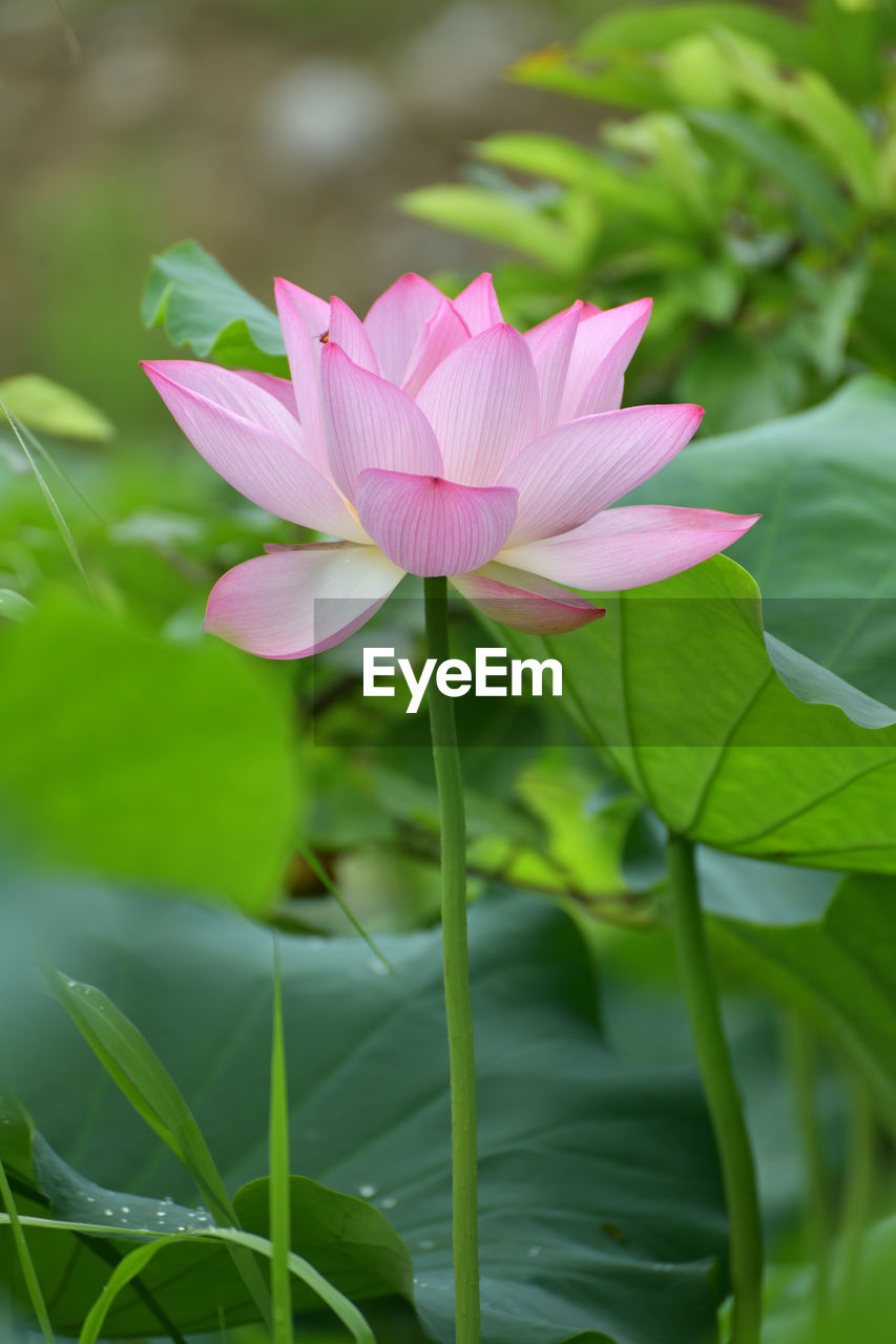 flower, plant, flowering plant, leaf, freshness, plant part, aquatic plant, beauty in nature, water lily, pink, proteales, petal, nature, close-up, lotus water lily, fragility, flower head, growth, pond, green, inflorescence, no people, lily, water, focus on foreground, outdoors, plant stem, blossom, day, springtime