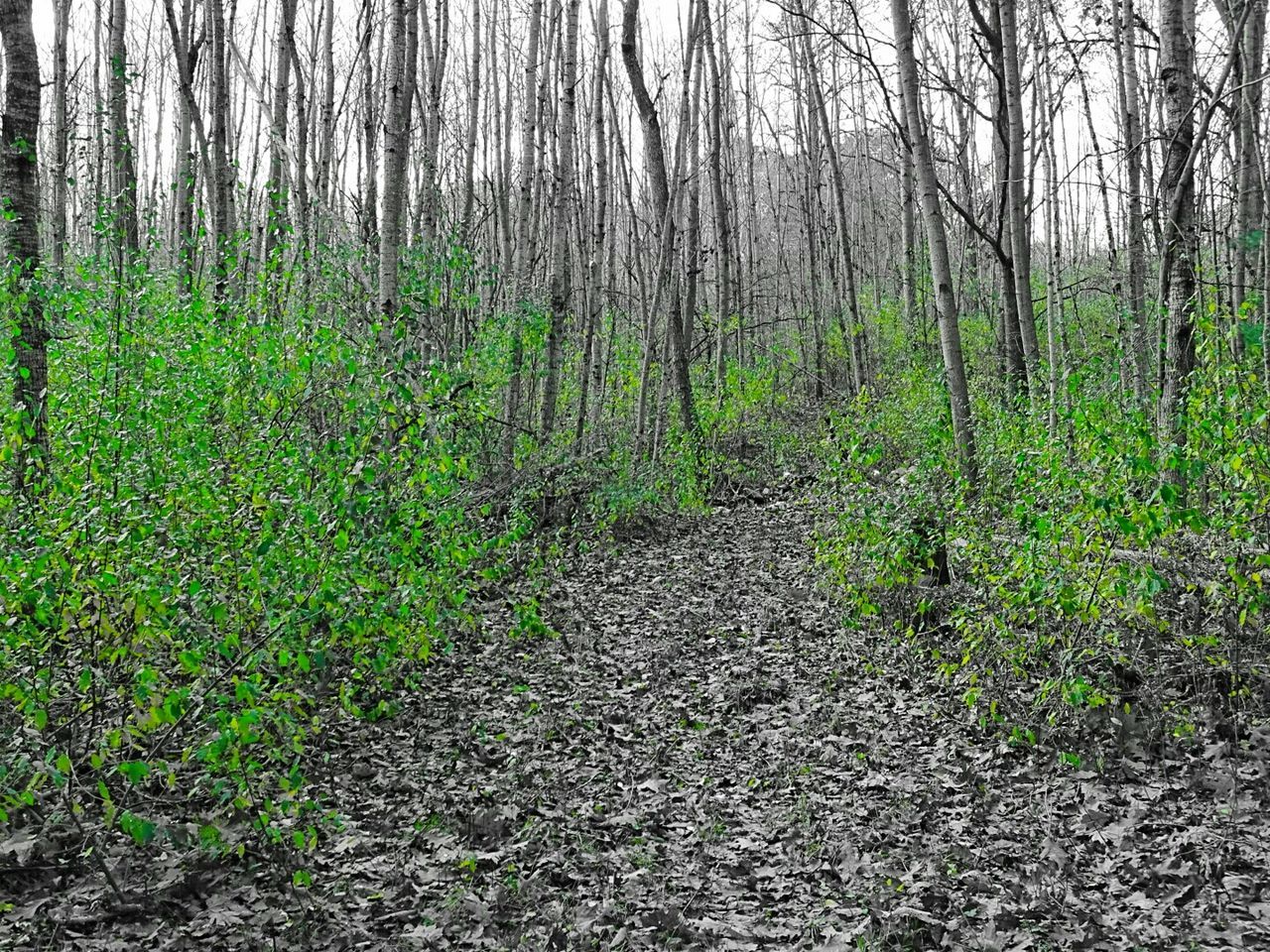 Green plants and bare trees in forest