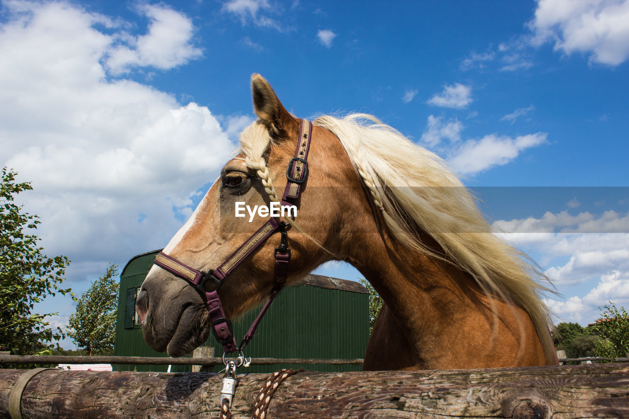 LOW ANGLE VIEW OF HORSE STANDING ON TREE AGAINST SKY