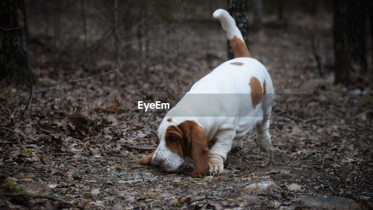 White dog standing on field