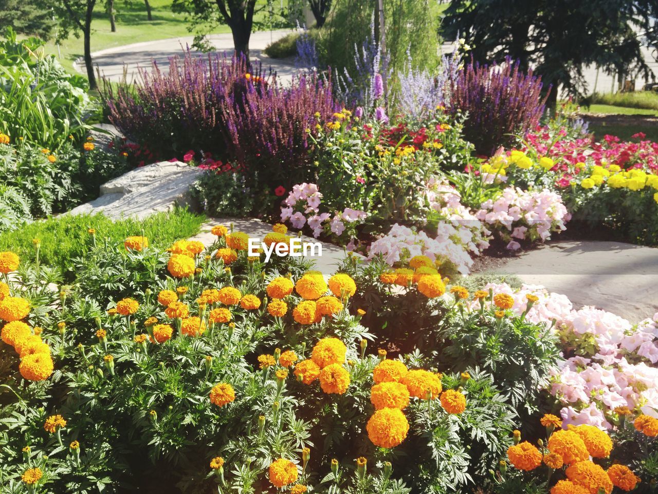 FLOWERS BLOOMING IN GARDEN