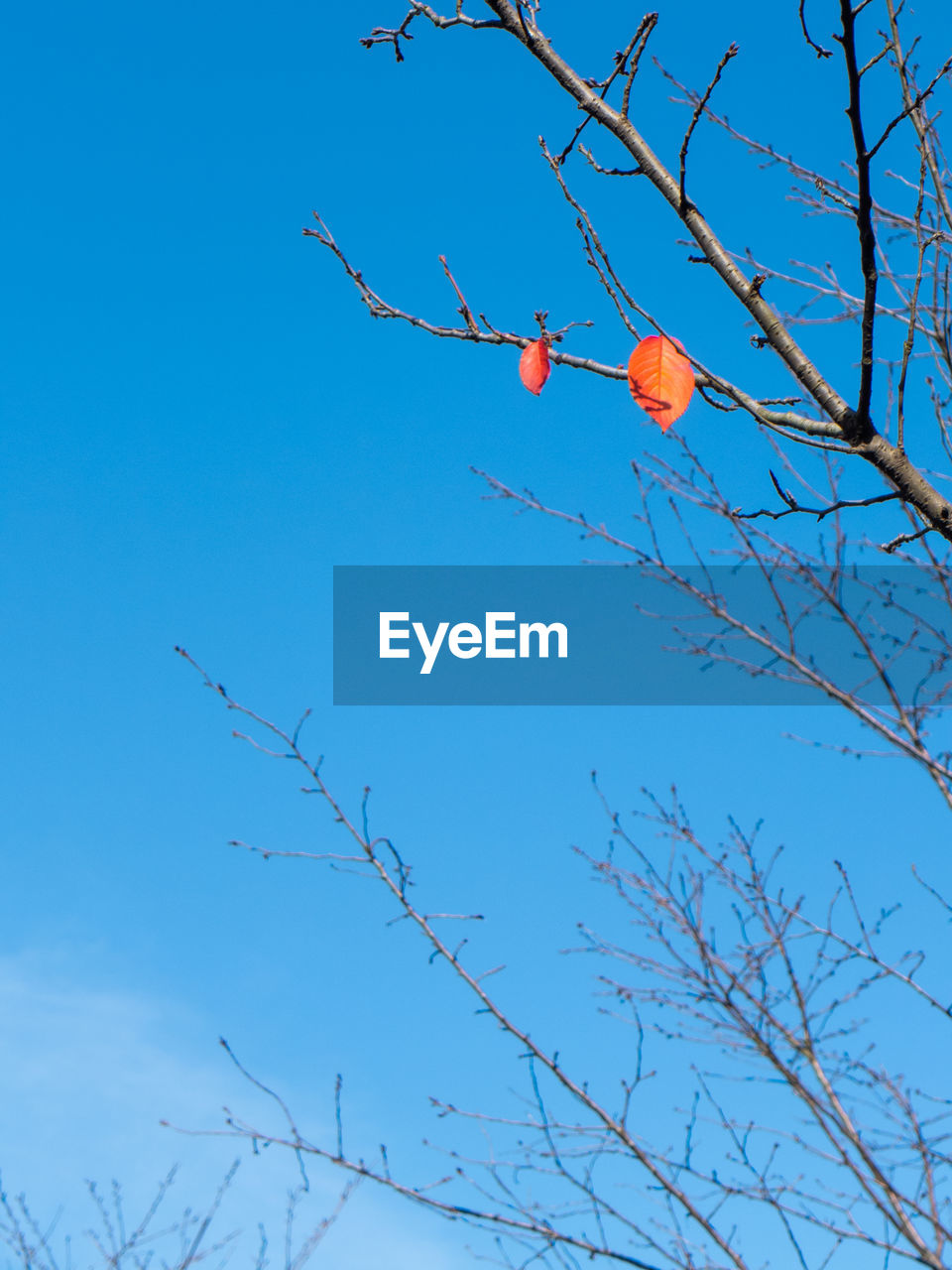 sky, tree, blue, branch, plant, nature, low angle view, bare tree, no people, clear sky, flower, day, beauty in nature, outdoors, flying, bird