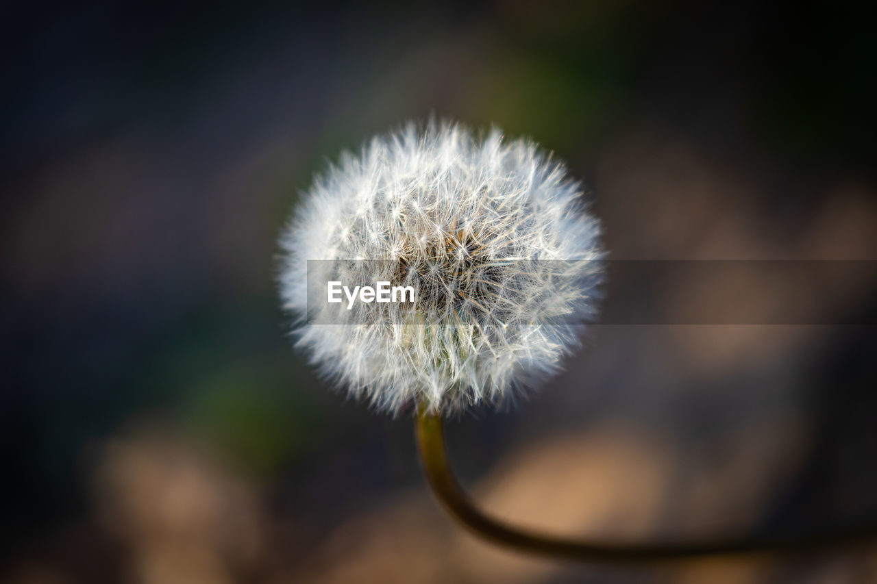 Close-up of dandelion flower