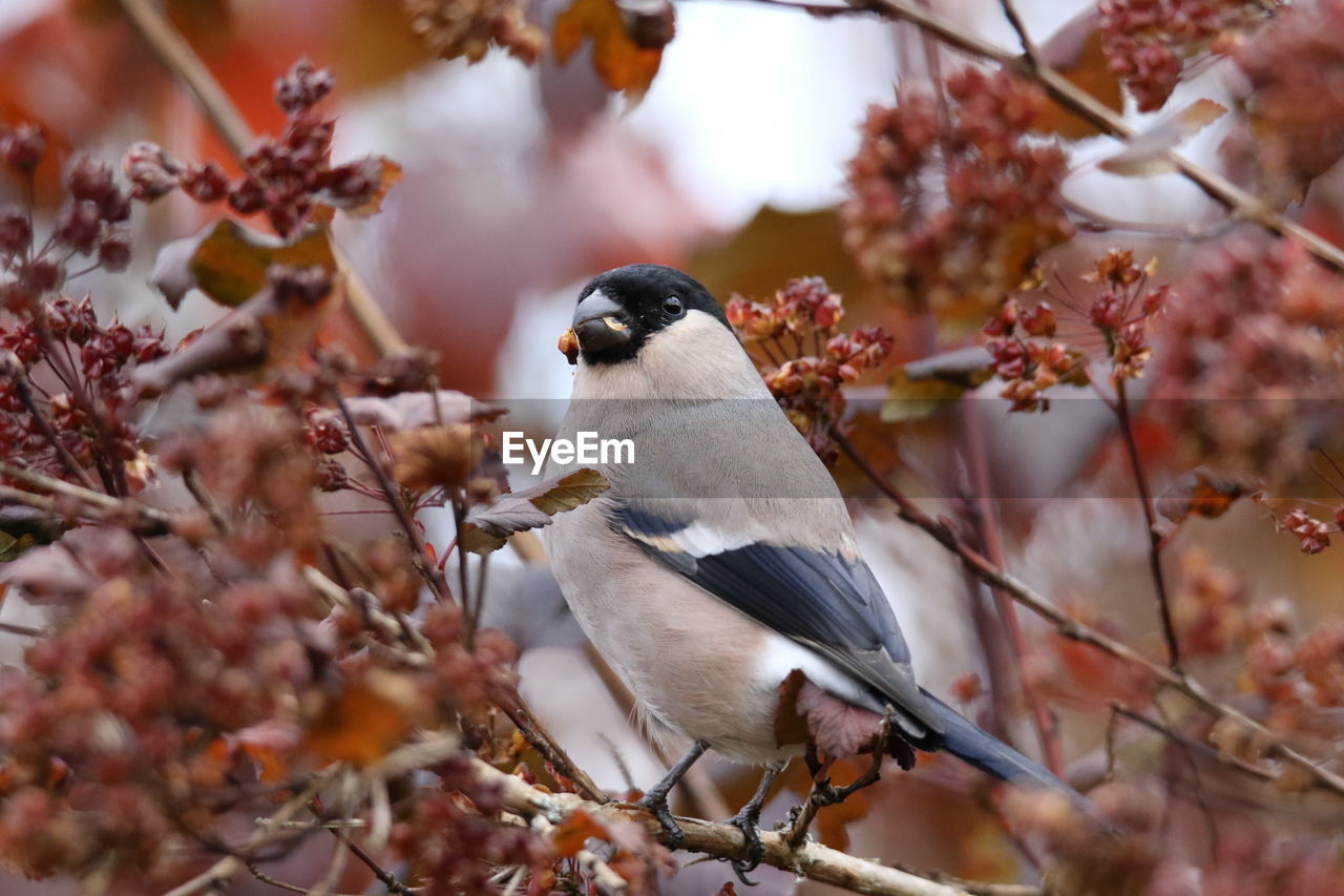 CLOSE-UP OF BIRDS PERCHING ON TREE