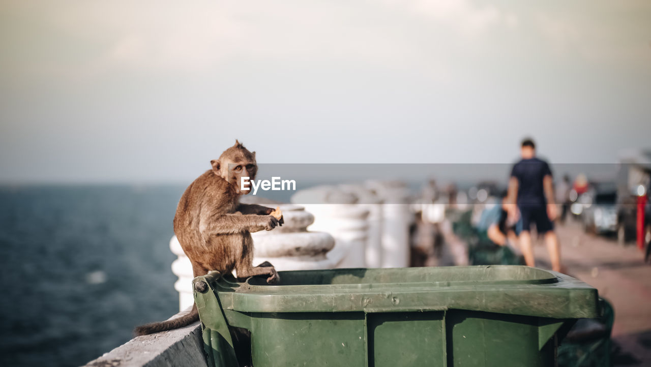 Portrait of monkey sitting on garbage bin at beach