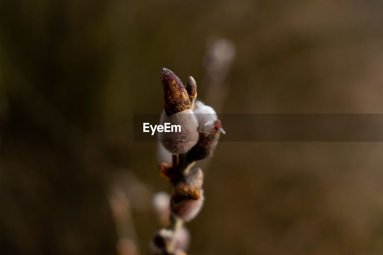 Close-up of flowering plant