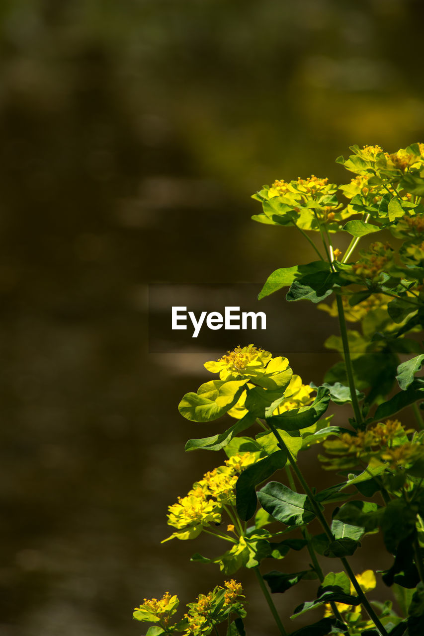 Close-up of yellow flowers blooming outdoors