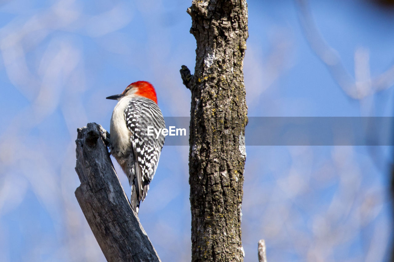 Close-up of woodpecker perching on tree