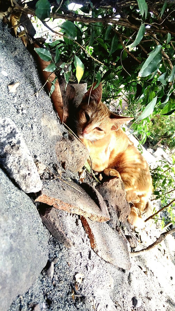 HIGH ANGLE VIEW OF CAT RESTING ON PLANT