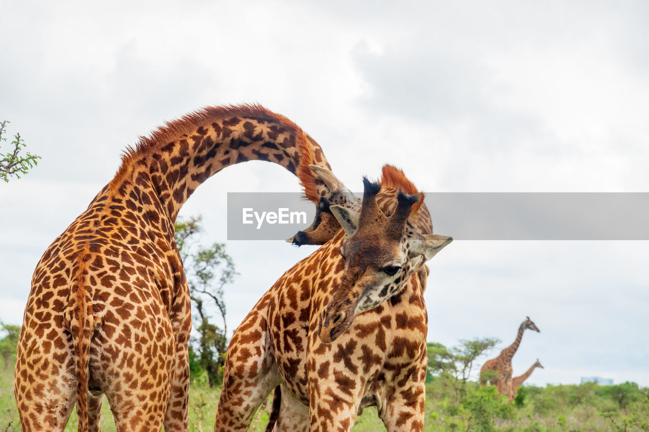 Two male giraffes fighting in the wild at nairobi national park in kenya