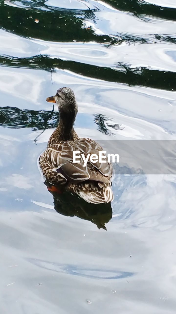 swimming, animals in the wild, animal themes, one animal, water, lake, duck, reflection, water bird, waterfront, animal wildlife, bird, nature, day, rippled, outdoors, goose, no people, greylag goose, floating in water, beauty in nature
