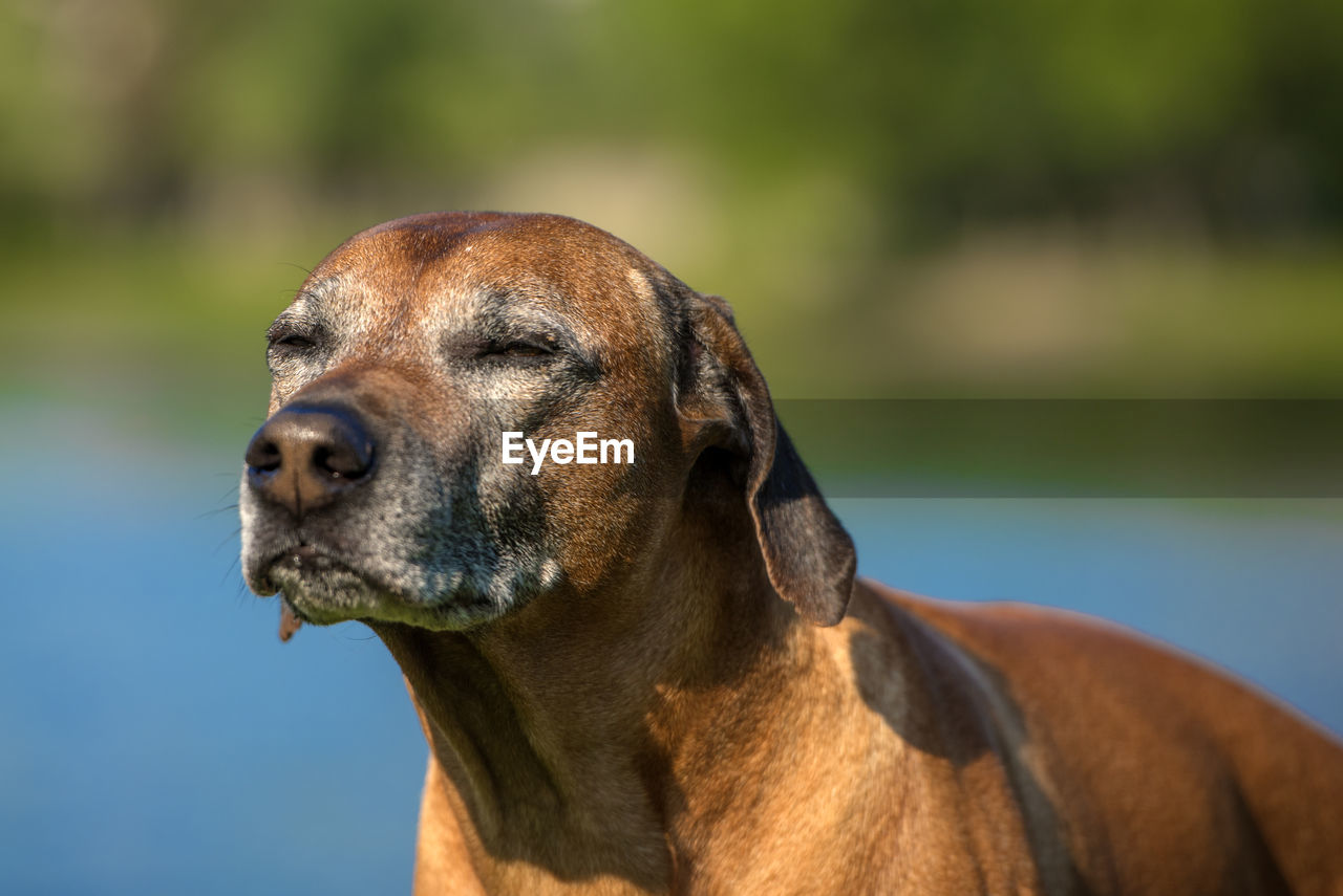 CLOSE-UP OF A DOG LOOKING AWAY OUTDOORS