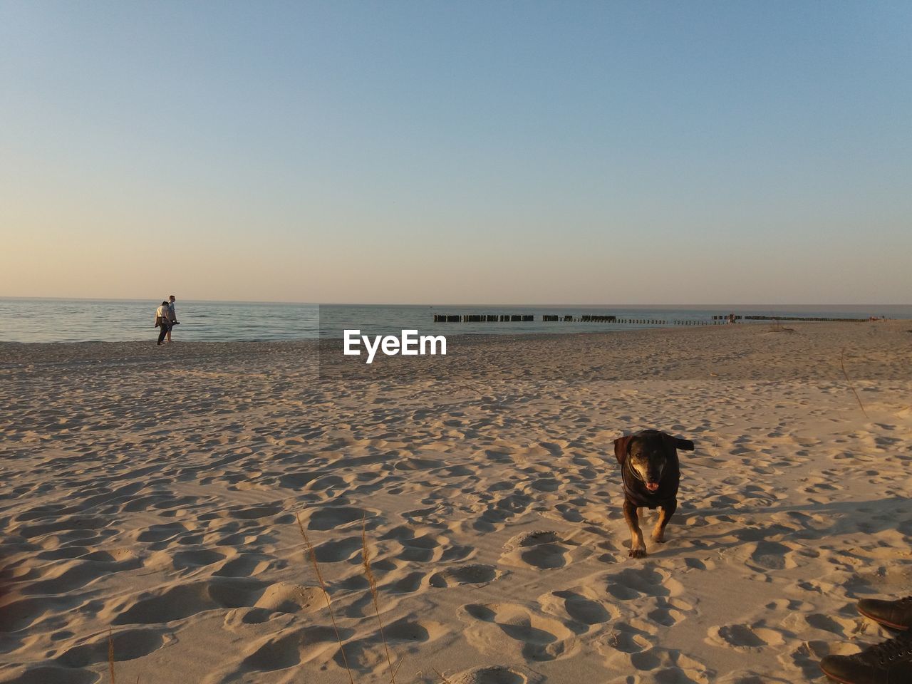 DOG STANDING AT BEACH AGAINST CLEAR SKY