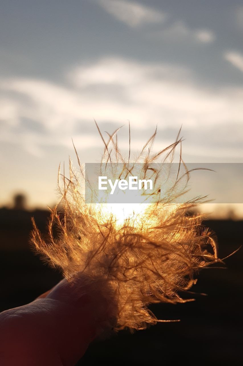 Close-up of hand holding plant against sky during sunset