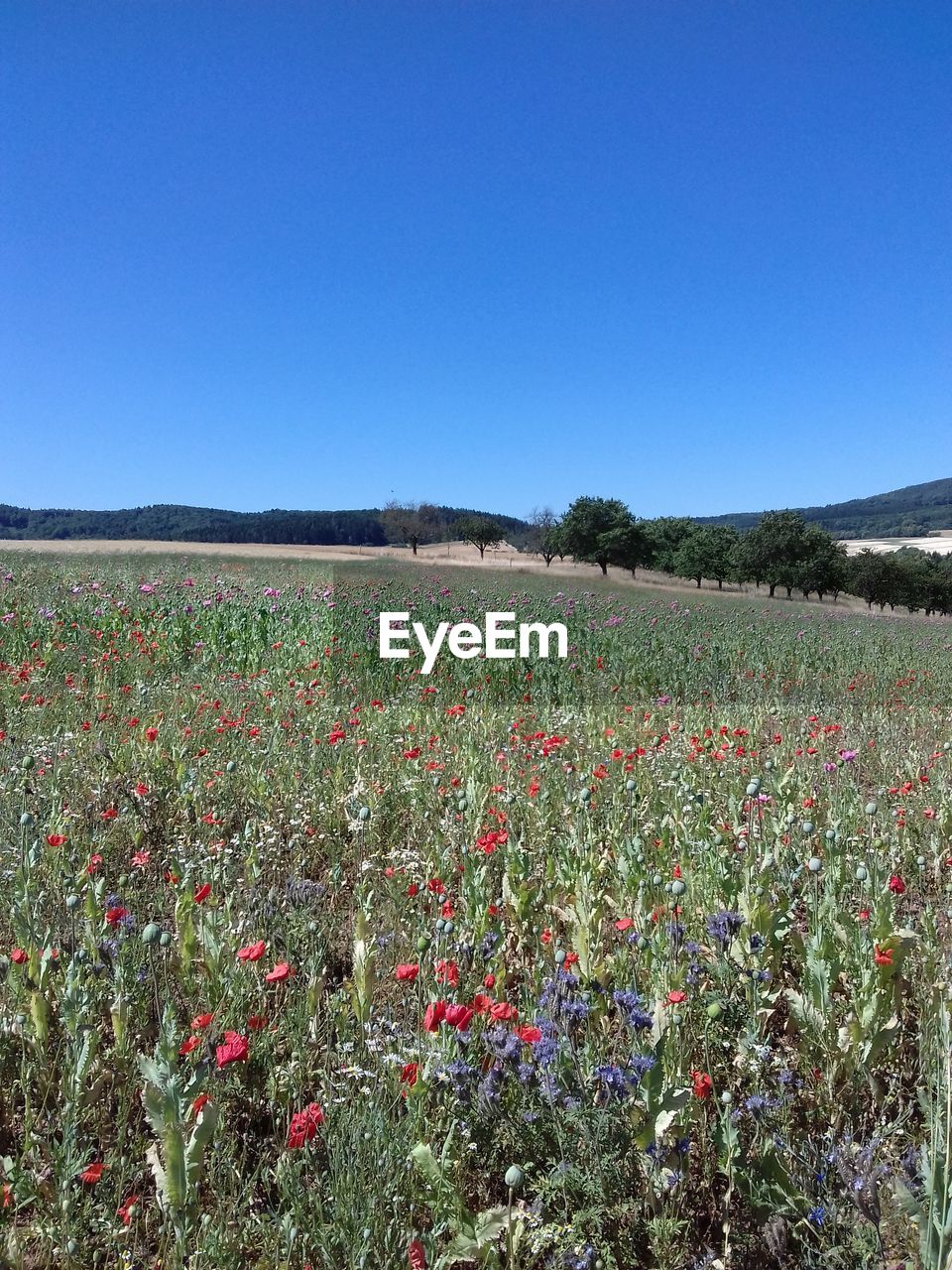 SCENIC VIEW OF FIELD AGAINST CLEAR BLUE SKY