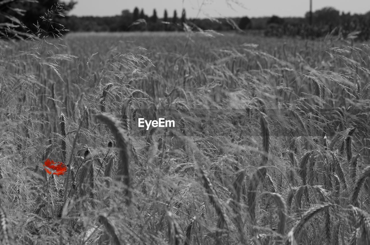 CLOSE-UP OF WHEAT ON FIELD