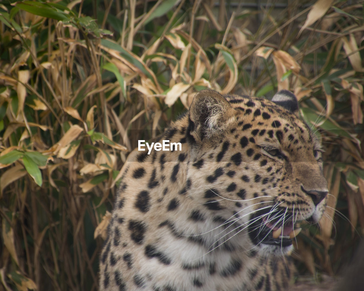 Close up of a cheetah