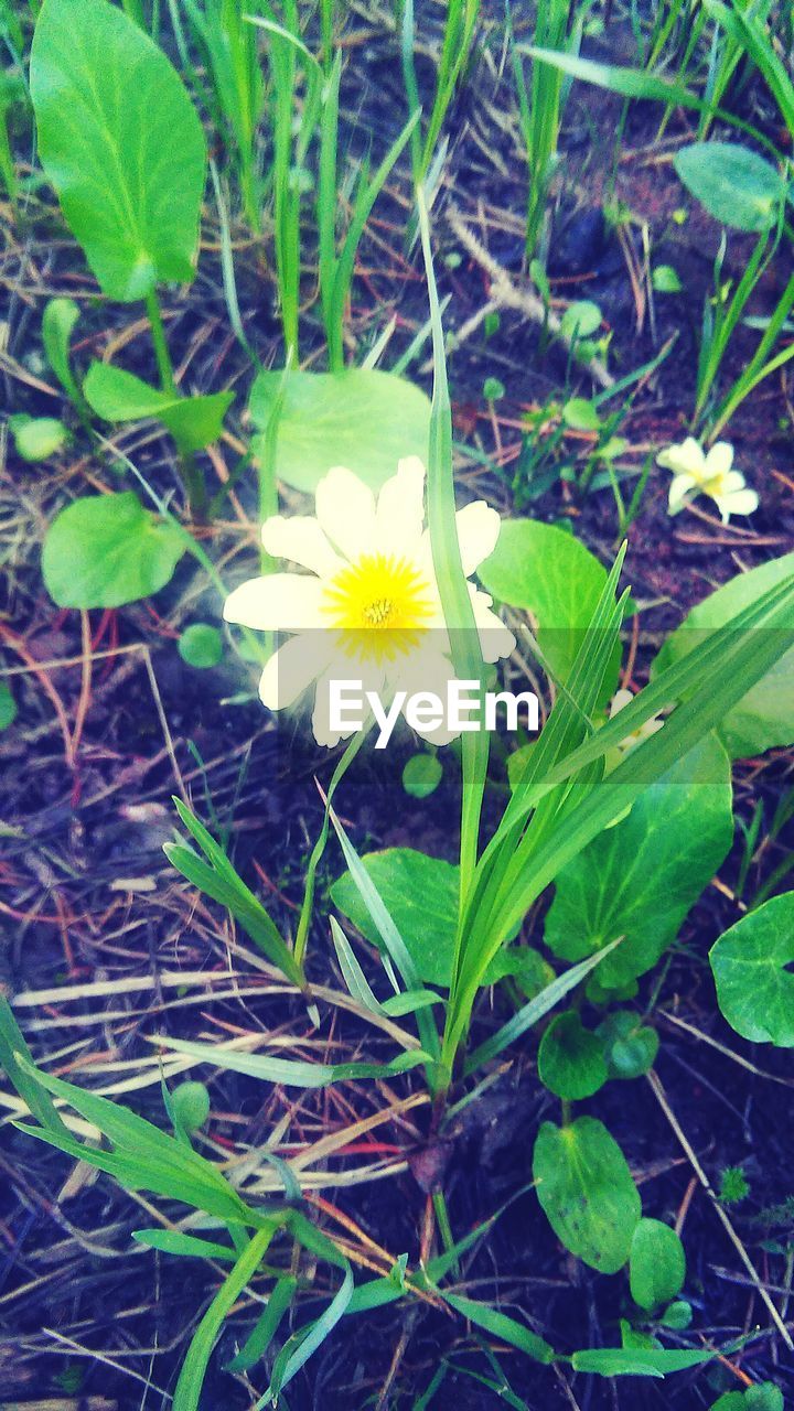 CLOSE-UP OF WHITE FLOWERS BLOOMING OUTDOORS