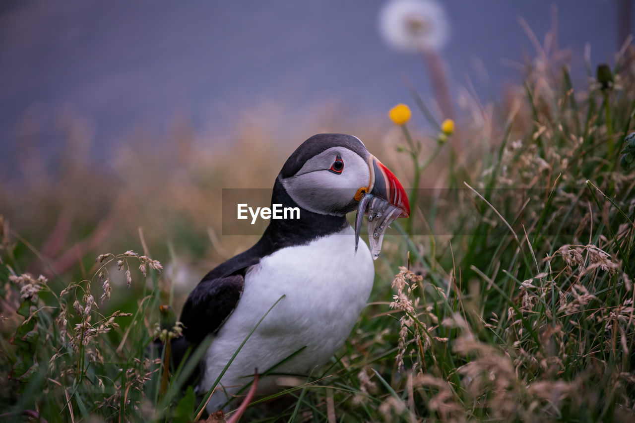 Puffin perching on field