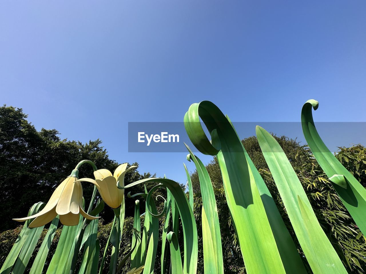 green, plant, nature, grass, flower, sky, growth, no people, blue, tree, day, leaf, clear sky, beauty in nature, outdoors, low angle view, plant part, sunlight, succulent plant, land, banana, food, field