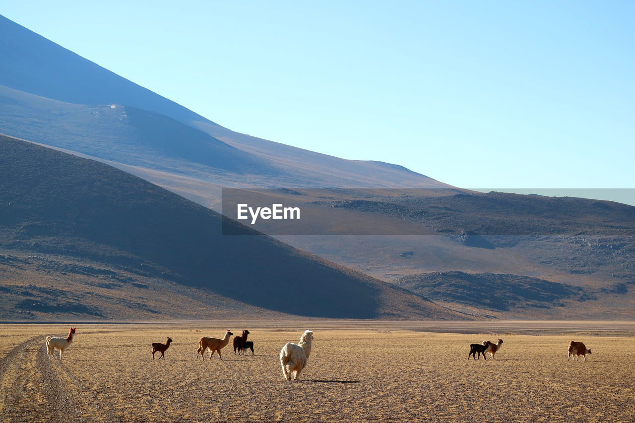 Mammals walking on field against sky