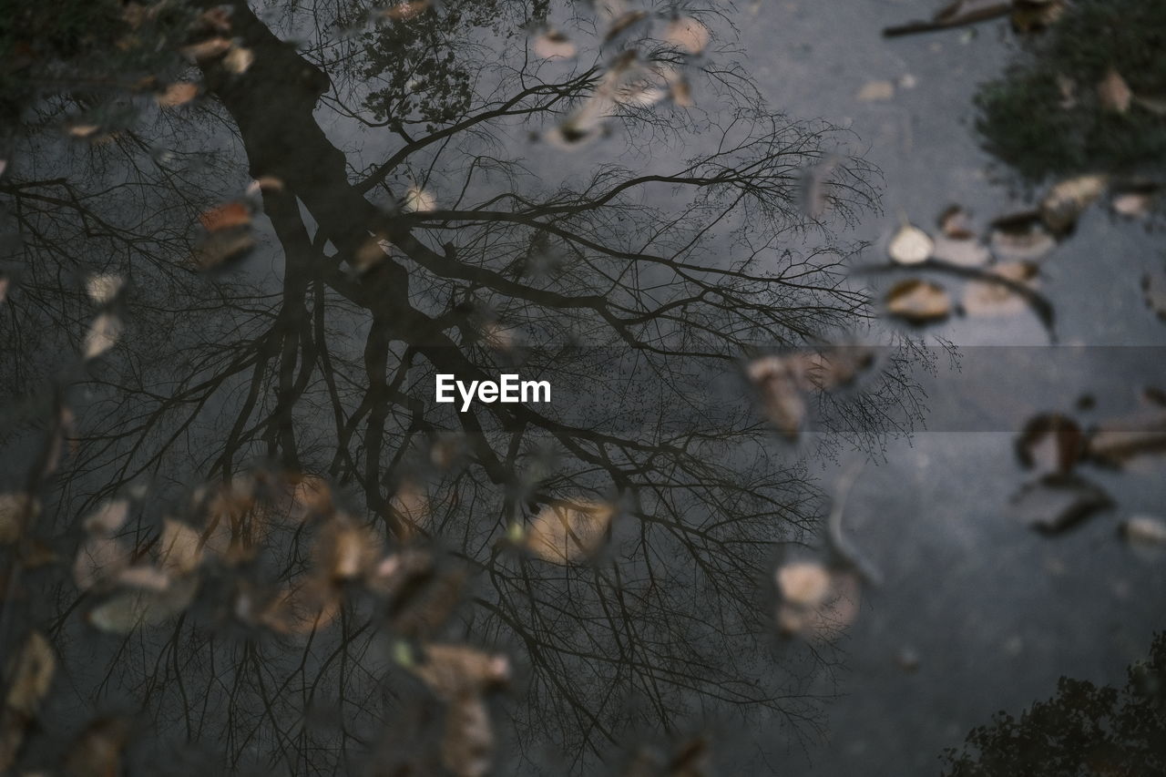 Low angle view of bare tree during winter