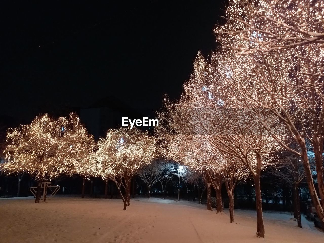ILLUMINATED TREES AGAINST SKY DURING WINTER