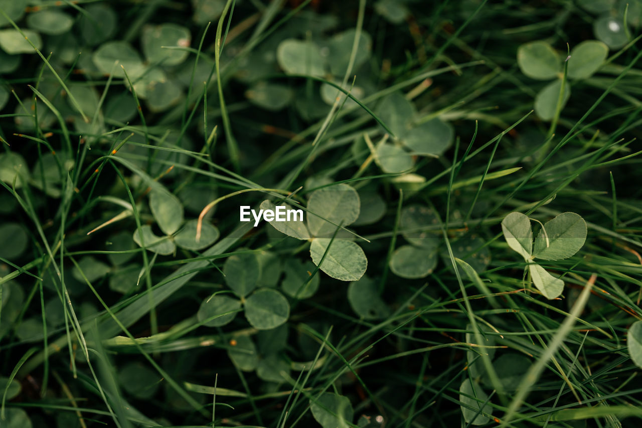 Green shamrock natural background, green clover leaves in the grass