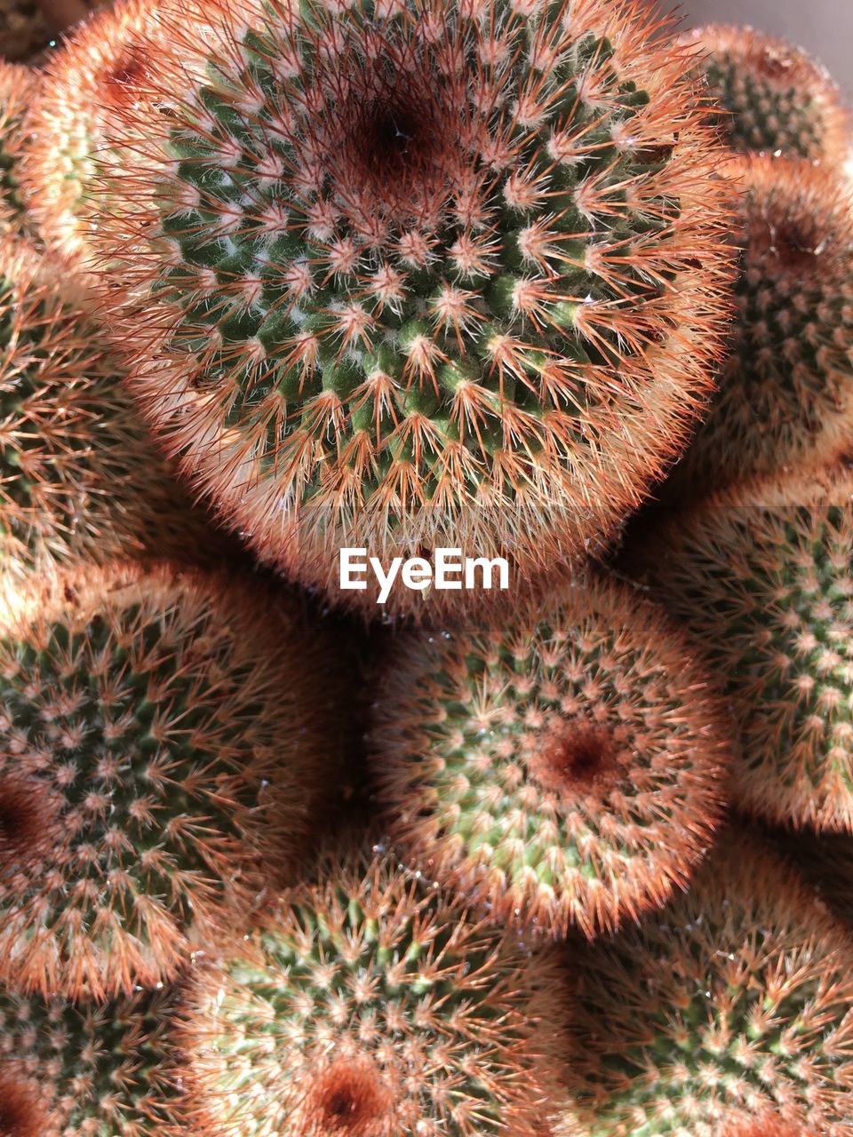 plant, cactus, no people, thorn, food and drink, succulent plant, sharp, food, close-up, flower, healthy eating, nature, spiked, full frame, backgrounds, freshness, produce, wellbeing, fruit, growth, high angle view, outdoors, green, beauty in nature, macro photography, barrel cactus