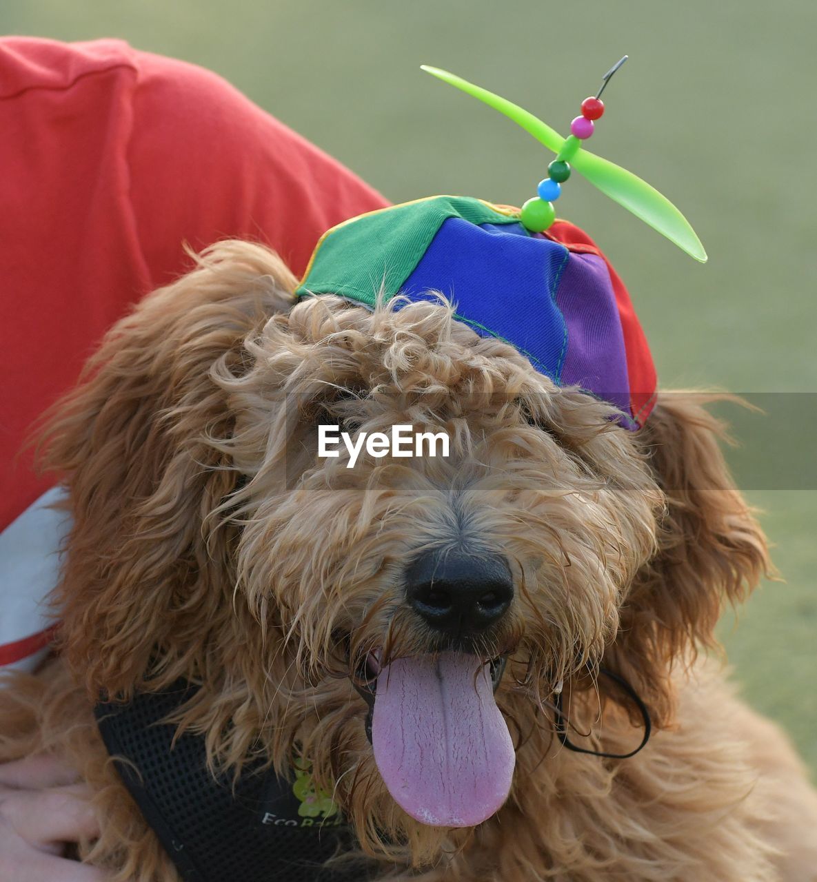 CLOSE-UP PORTRAIT OF DOG STICKING OUT TONGUE AT CAMERA