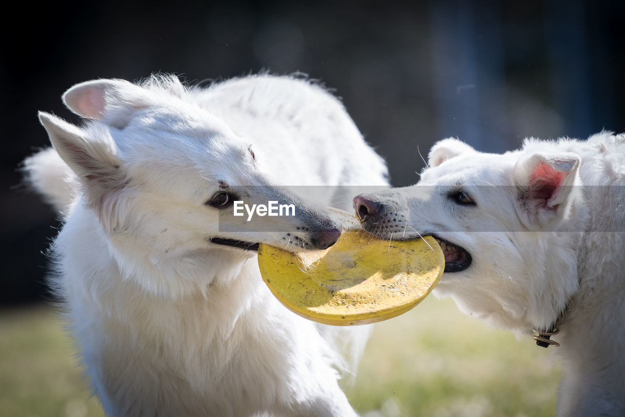 Dogs playing with toy on field