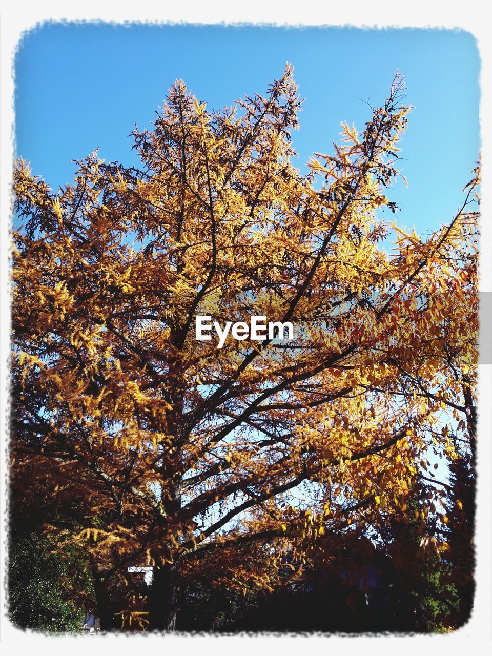 LOW ANGLE VIEW OF TREES AGAINST SKY