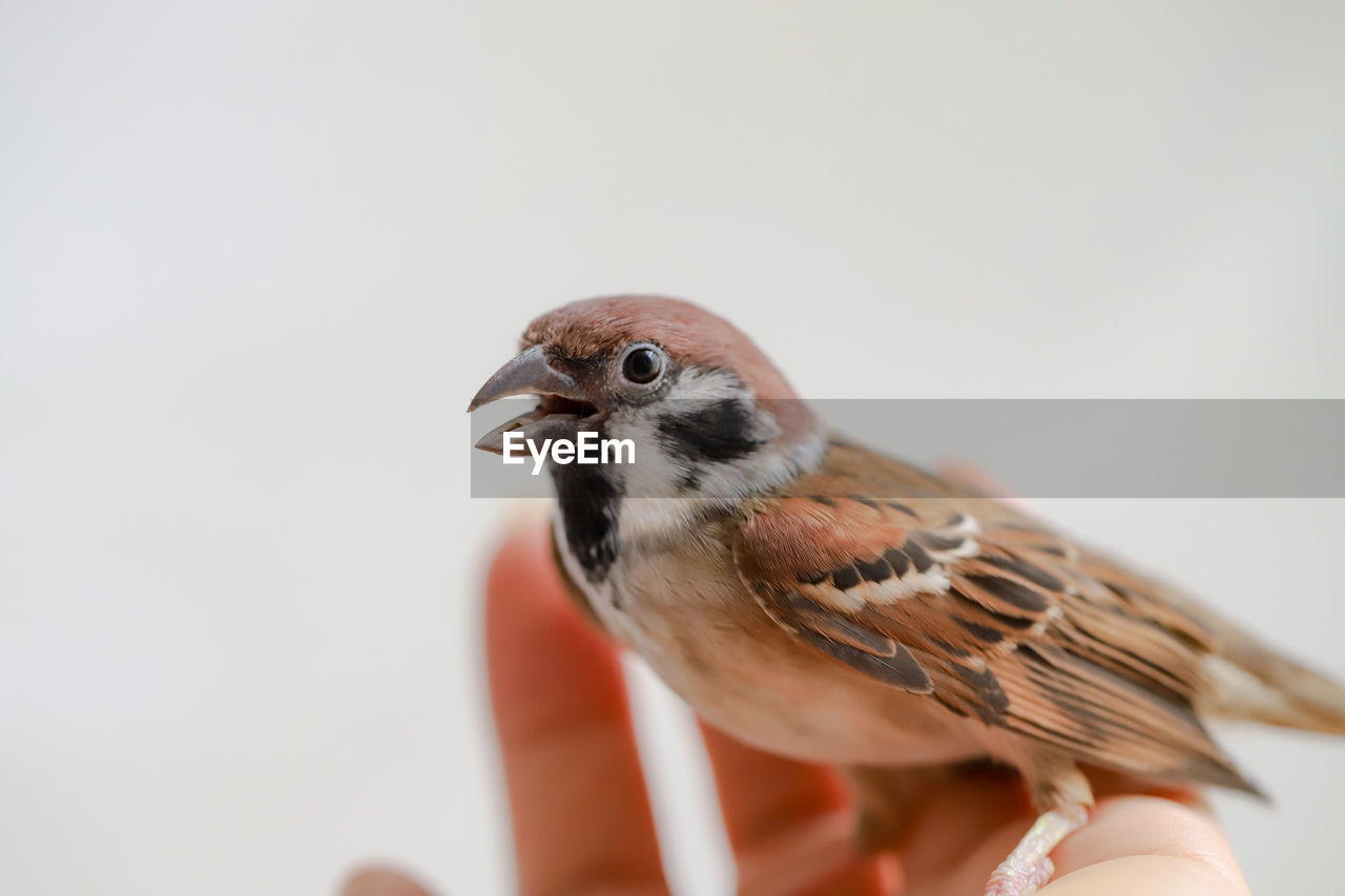 Close-up of bird perching on hand