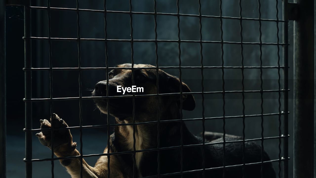 Close-up of dog in cage