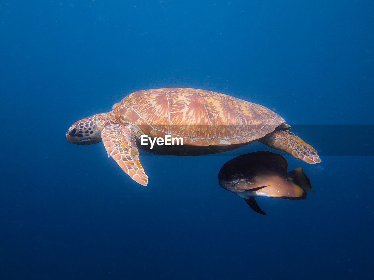 Side view of turtle underwater