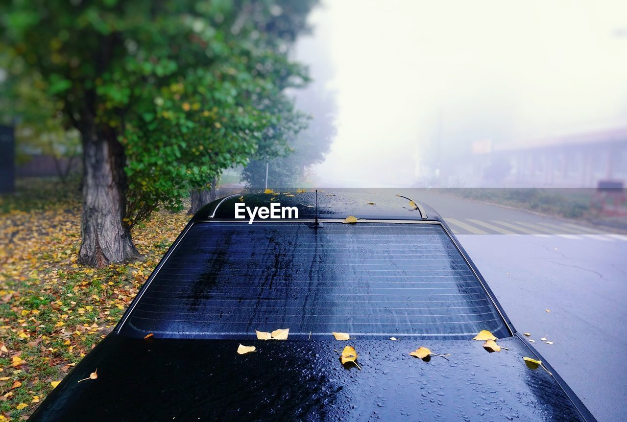 ROAD AMIDST TREES IN CITY