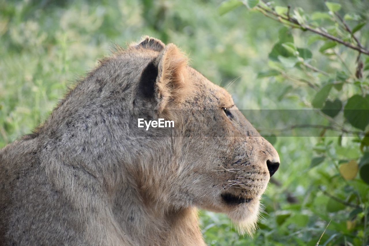 CLOSE-UP OF A CAT