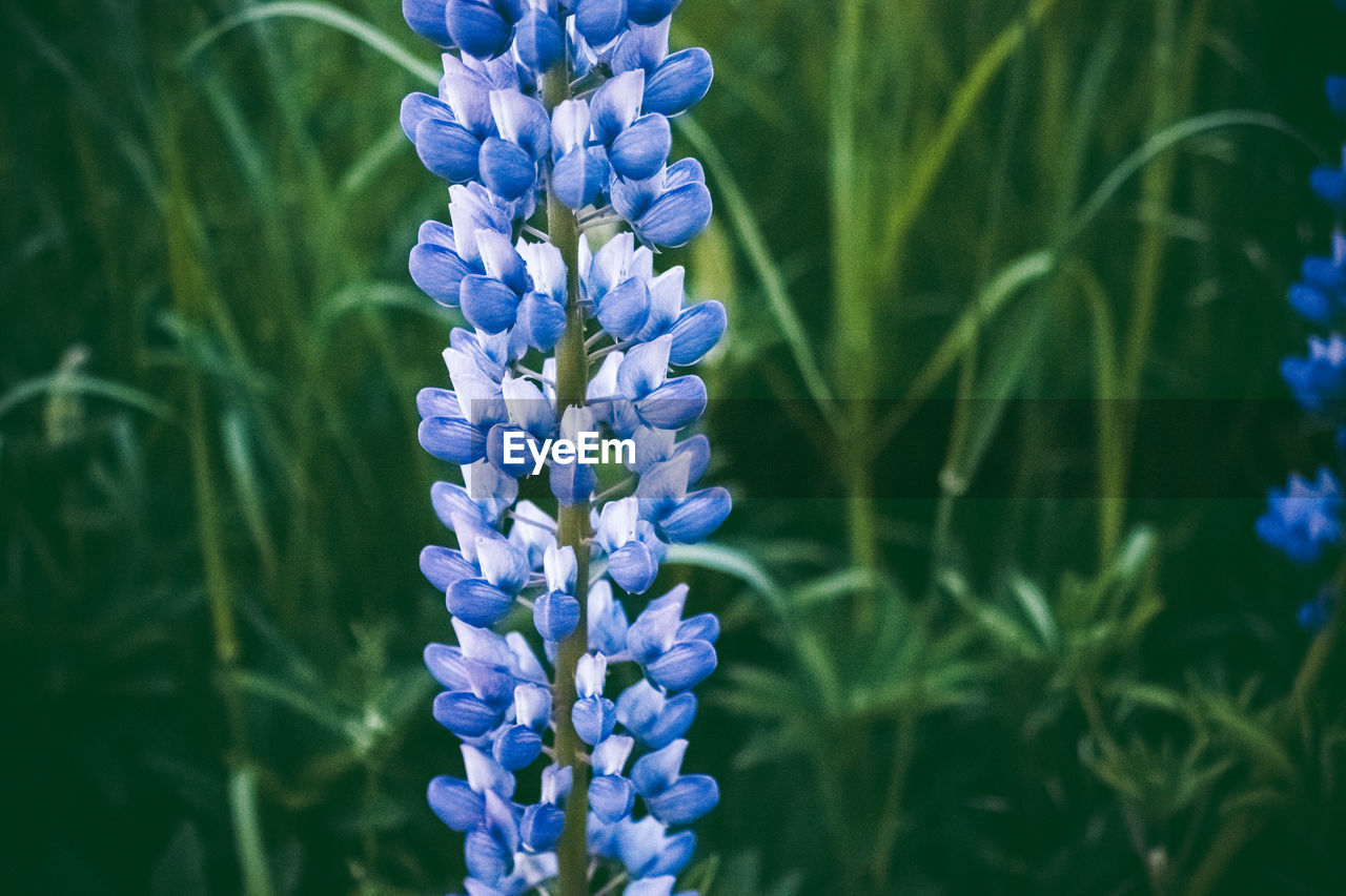 CLOSE-UP OF PURPLE FLOWERING PLANT