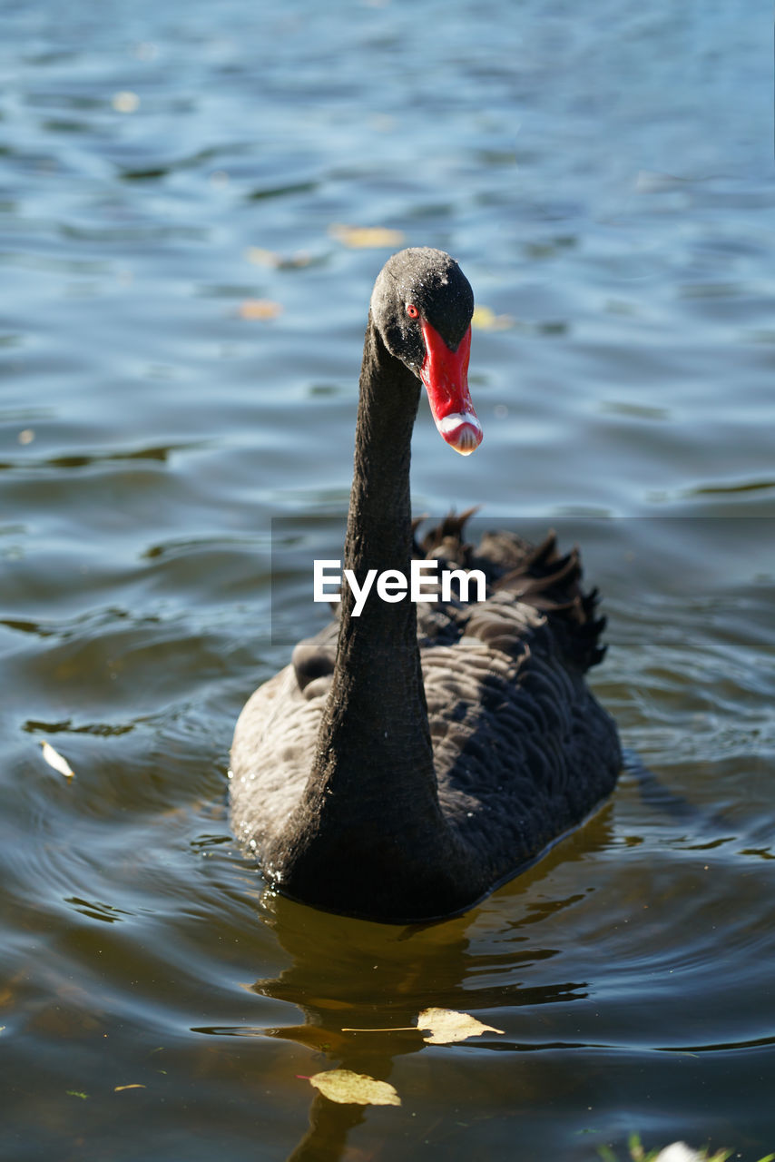 Black swan swimming in lake