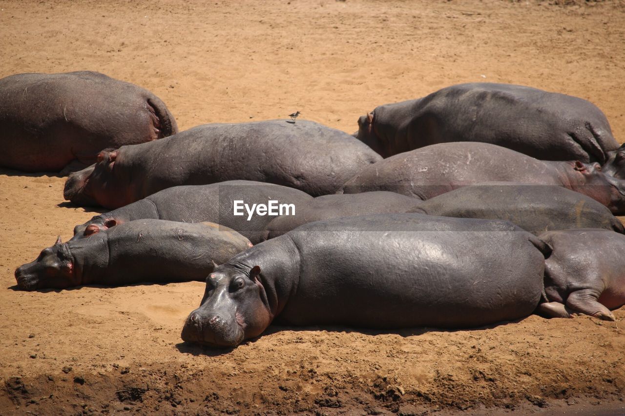 High angle view of hippos sleeping on field
