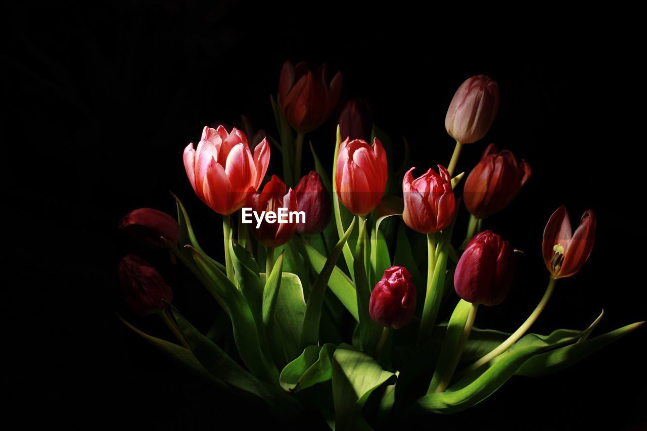 Tulips blooming against black background